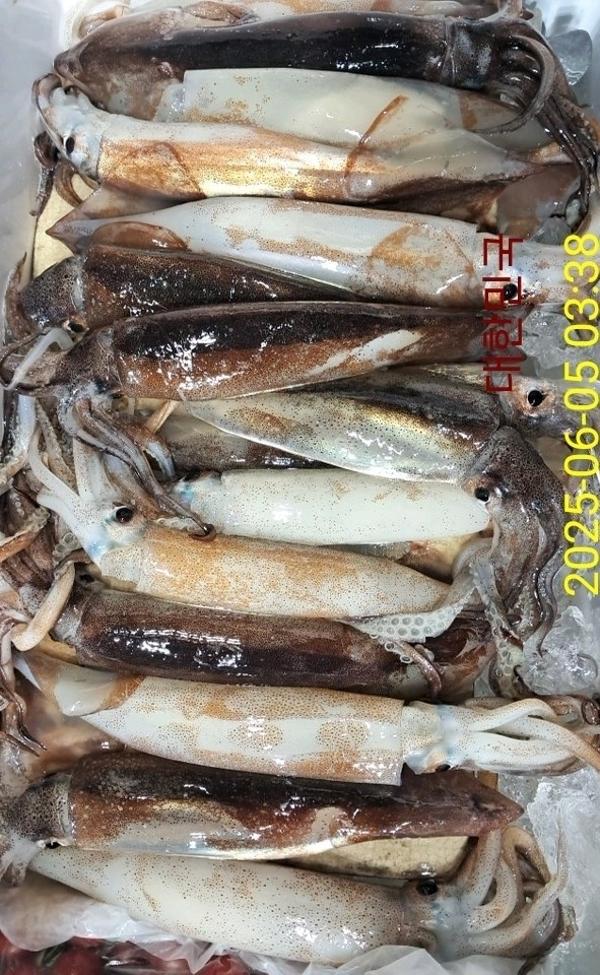 기타 (직접입력), 삼포대교낚시, 낚시뚜