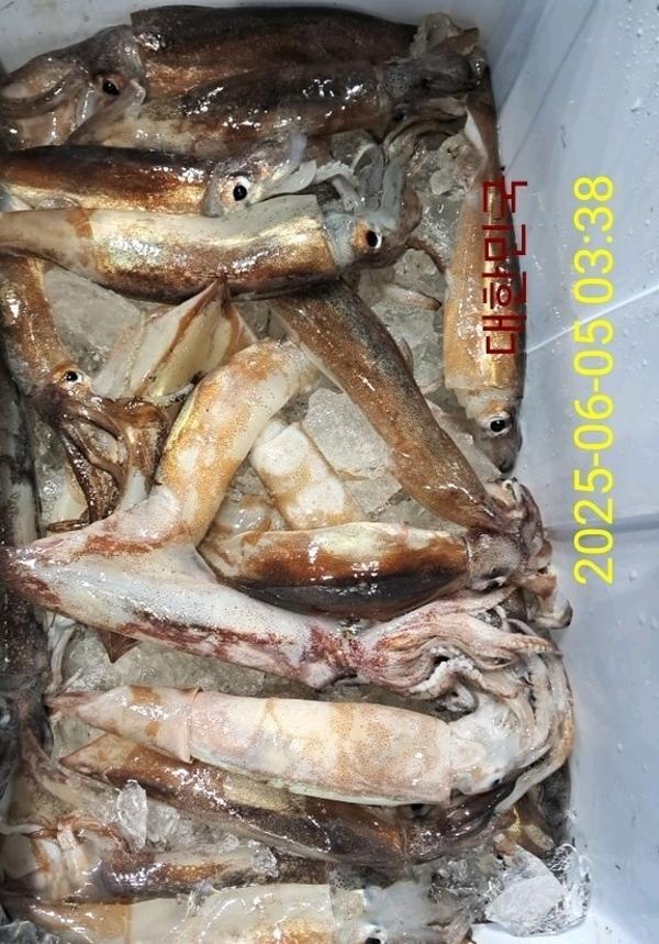 기타 (직접입력), 삼포대교낚시, 낚시뚜