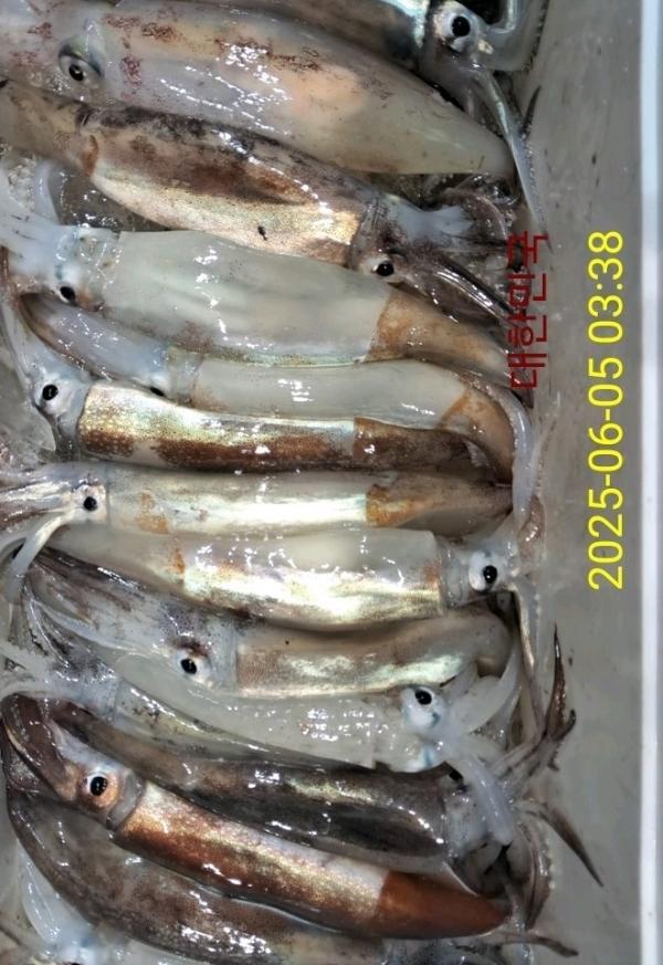 기타 (직접입력), 삼포대교낚시, 낚시뚜