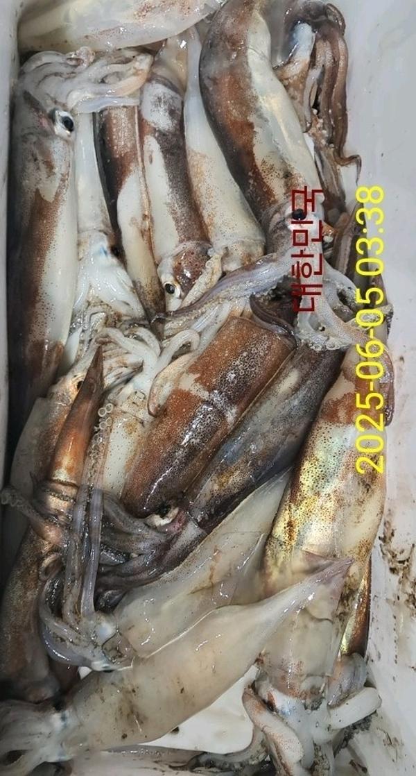 기타 (직접입력), 삼포대교낚시, 낚시뚜