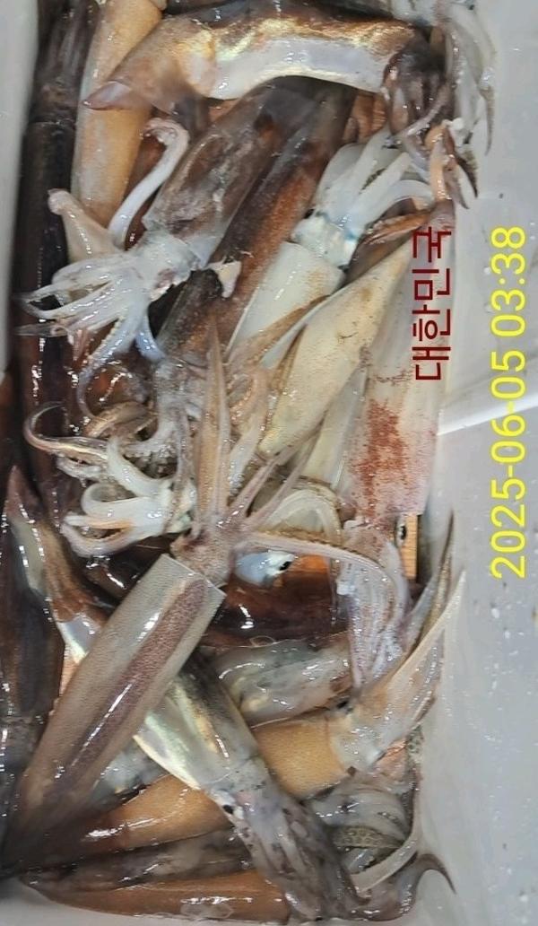 기타 (직접입력), 삼포대교낚시, 낚시뚜