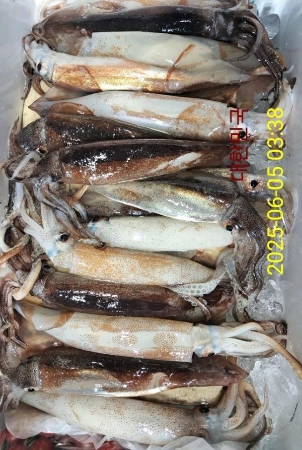 기타 (직접입력), 삼포대교낚시, 낚시뚜