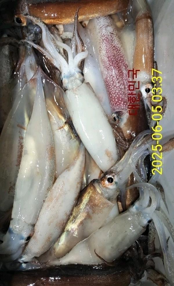 기타 (직접입력), 삼포대교낚시, 낚시뚜