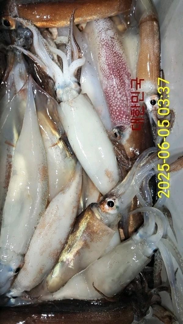기타 (직접입력), 삼포대교낚시, 낚시뚜
