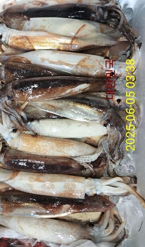 기타 (직접입력), 삼포대교낚시, 낚시뚜