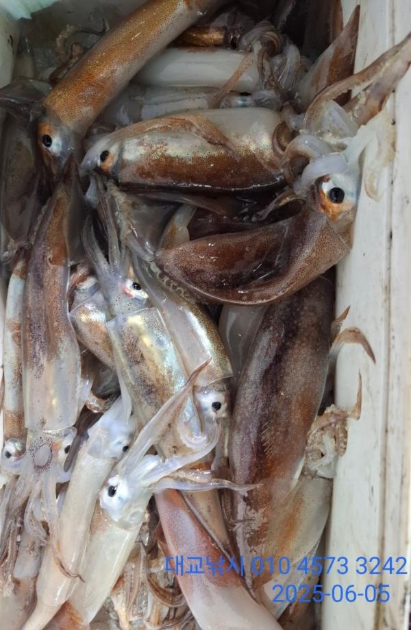 기타 (직접입력), 삼포대교낚시, 낚시뚜