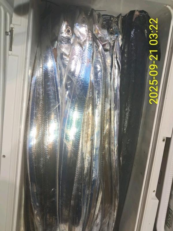갈치, 삼포대교낚시, 낚시뚜