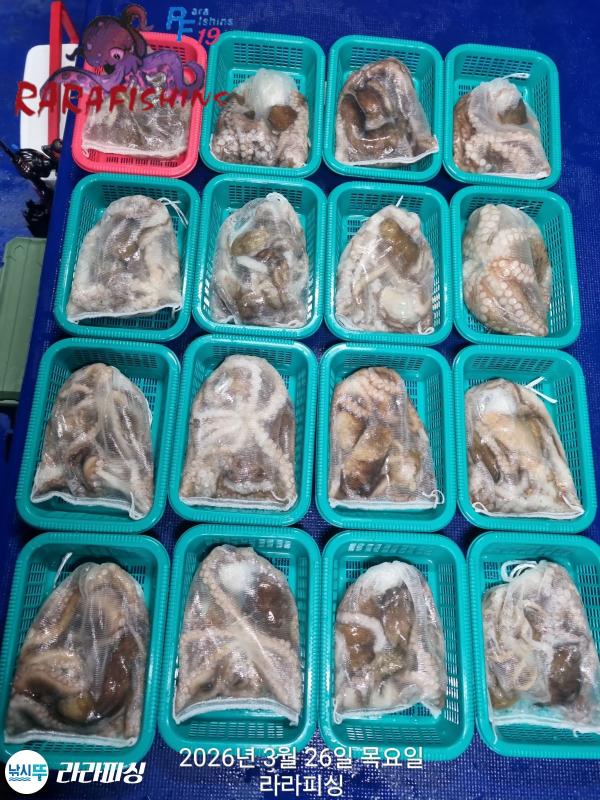 낚시뚜,낙지,돌문어,속천항(진해),라라피싱,낚시뚜26