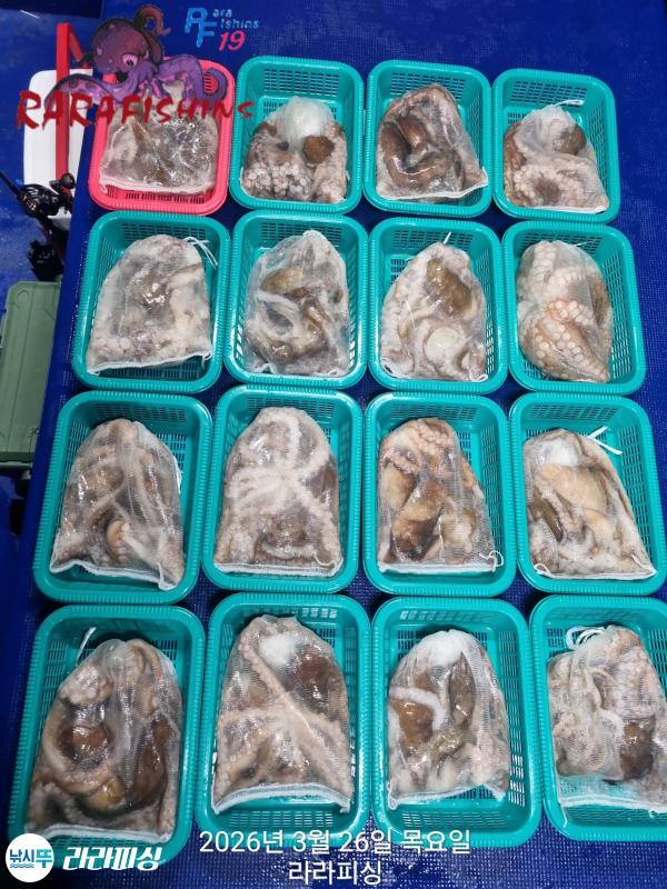 낚시뚜,낙지,돌문어,속천항(진해),라라피싱,낚시뚜25