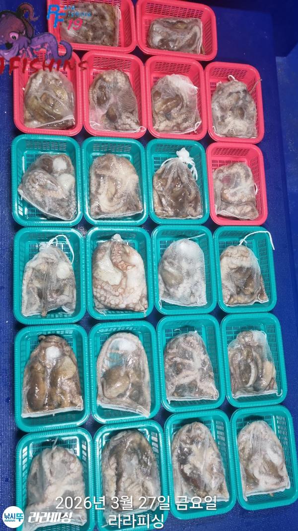 낚시뚜,낙지,돌문어,속천항(진해),라라피싱,낚시뚜22