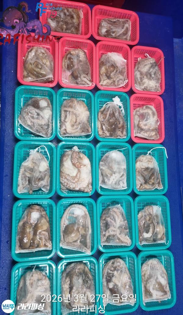 낚시뚜,낙지,돌문어,속천항(진해),라라피싱,낚시뚜21