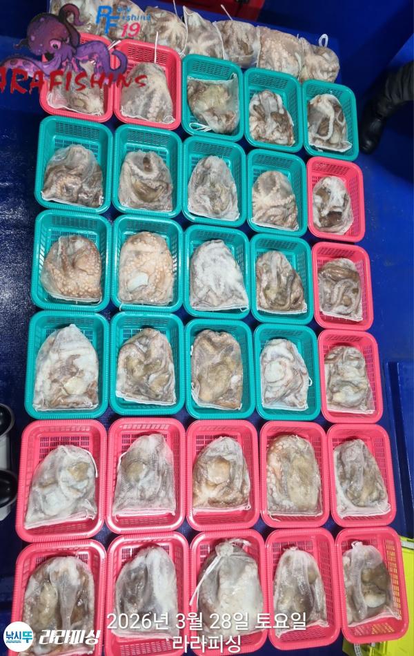 낚시뚜,낙지,돌문어,속천항(진해),라라피싱,낚시뚜18