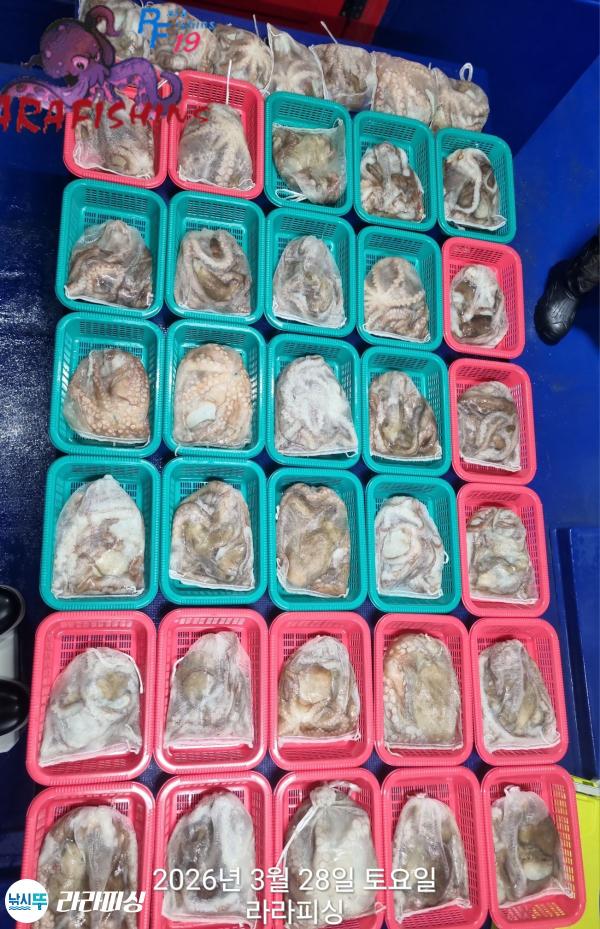 낚시뚜,낙지,돌문어,속천항(진해),라라피싱,낚시뚜17