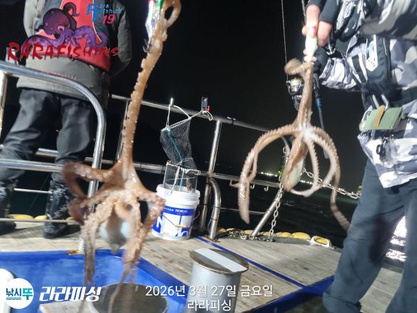 낚시뚜,낙지,돌문어,속천항(진해),라라피싱,낚시뚜16