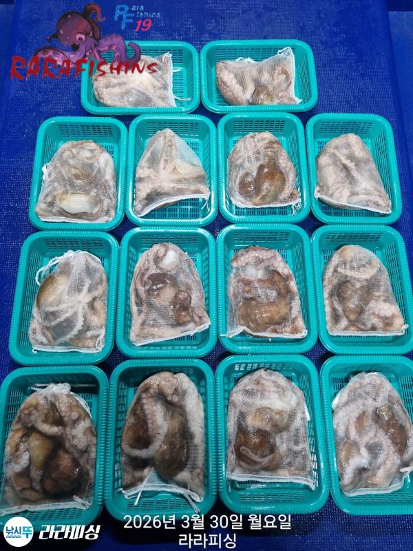 낚시뚜,낙지,돌문어,속천항(진해),라라피싱,낚시뚜13