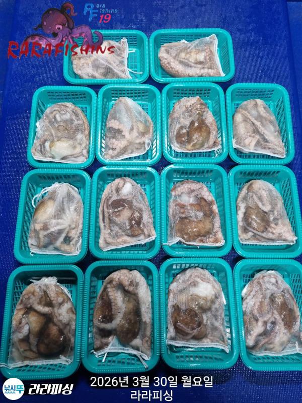 낚시뚜,낙지,돌문어,속천항(진해),라라피싱,낚시뚜12