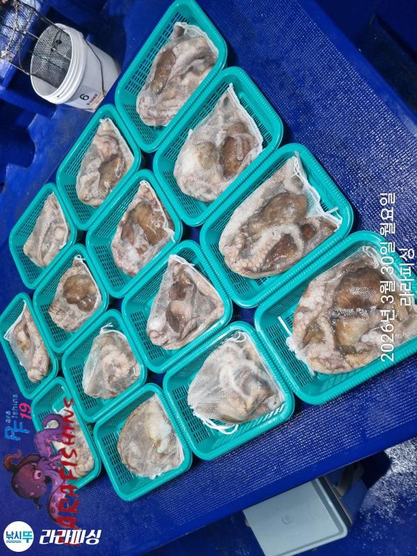 낚시뚜,낙지,돌문어,속천항(진해),라라피싱,낚시뚜11