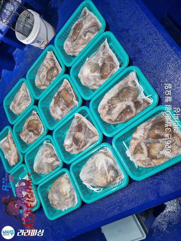 낚시뚜,낙지,돌문어,속천항(진해),라라피싱,낚시뚜10