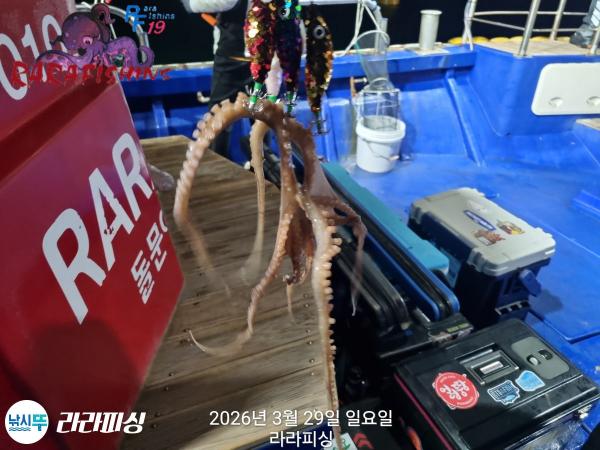 낚시뚜,낙지,돌문어,속천항(진해),라라피싱,낚시뚜5