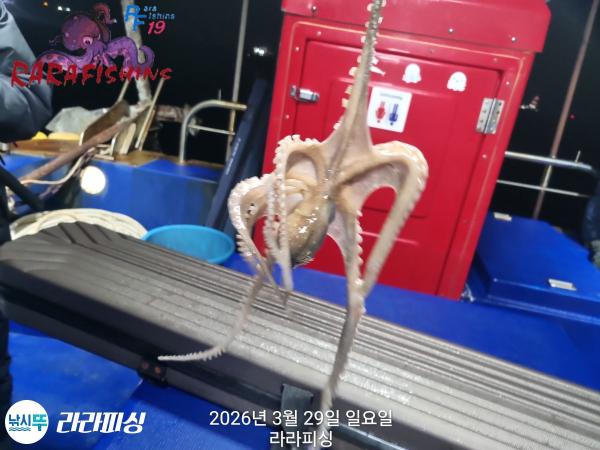 낚시뚜,낙지,돌문어,속천항(진해),라라피싱,낚시뚜2