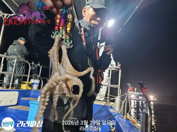 낚시뚜,낙지,돌문어,속천항(진해),라라피싱,낚시뚜0